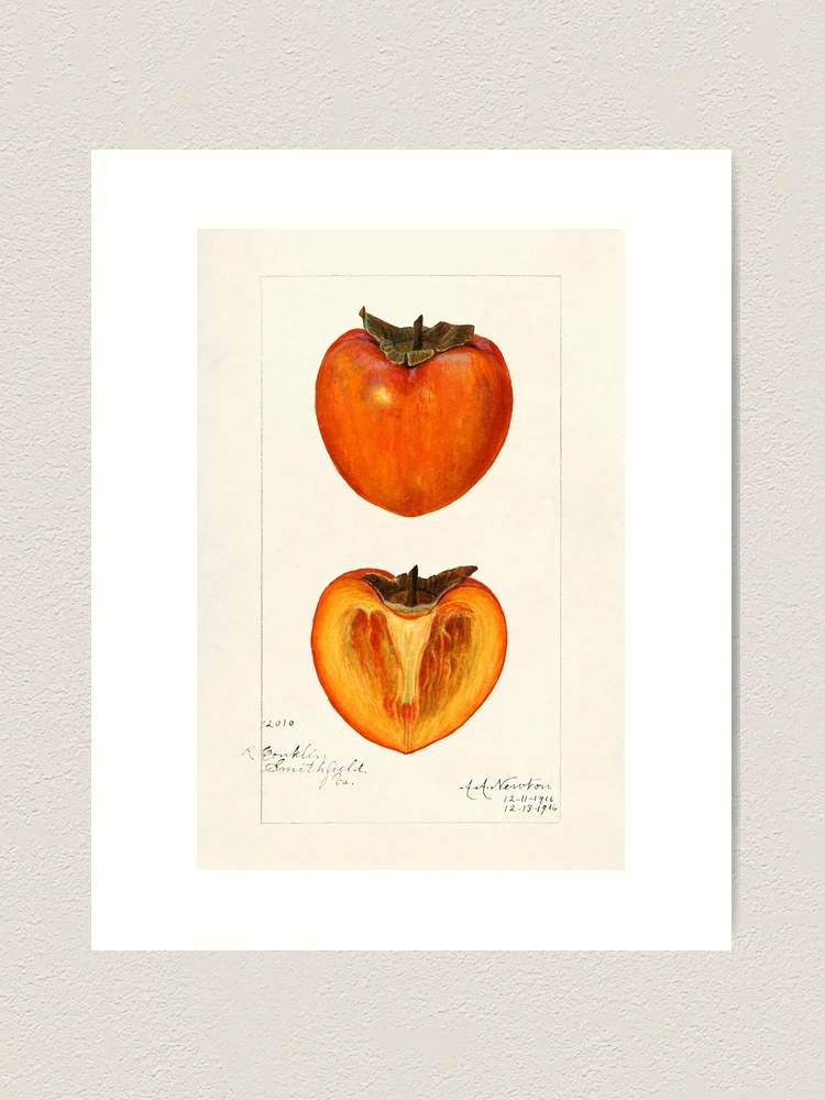 本物！　巻白　persimmon(B) サイン　99/140 版画 farp,medium,wall_texture,