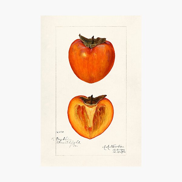 vintage persimmons illustration Photographic Print
