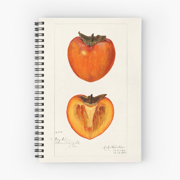 Item preview, vintage persimmons illustration designed and sold by earlgreylatte.