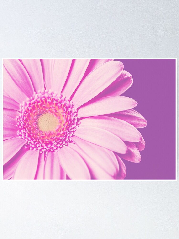 Póster «Gerbera Margarita Flor» de PinkRainbow | Redbubble