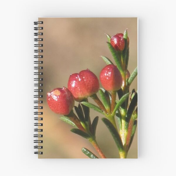 Item preview, Waxing Beautiful (Chamelaucium megalopetalum) designed and sold by Keith Weeks.