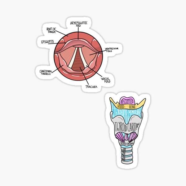 Vocal folds & larynx set Sticker