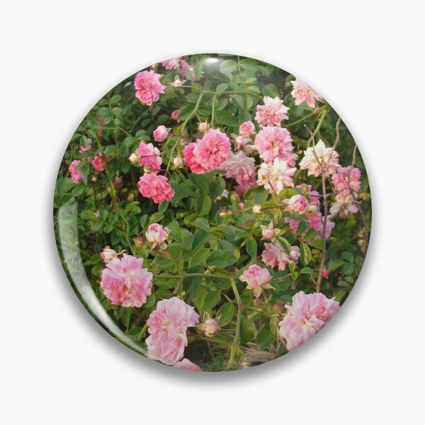Item preview, Dorothy Perkins Vintage Rambling Pink Rose Photo designed and sold by Sarah  Rajkotwala.