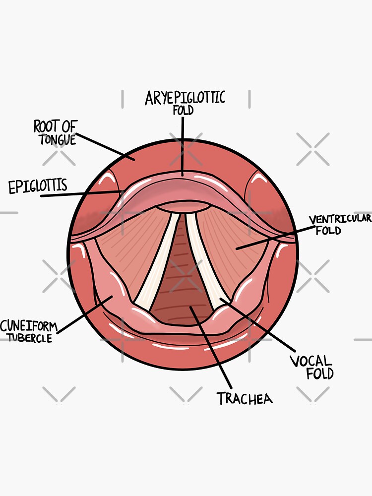 Thesis vocal fold 07 image