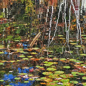 Artwork thumbnail, Fall Color by Caleb Ward