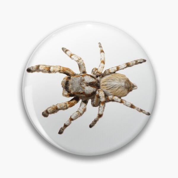 Item preview, Spider crawl designed and sold by lacm2020.