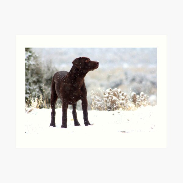 The Wonder Of White Art Print