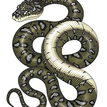 Artwork thumbnail, Diamond Python by miss-varanus