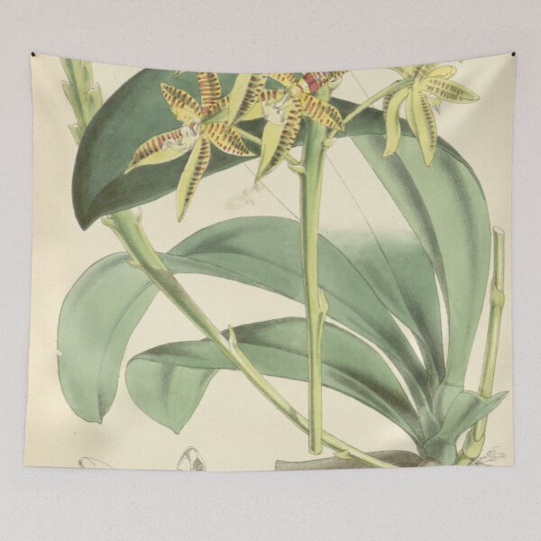 Aperçu de l'œuvre Phalaenopsis cornu cervi (comme Polychilos cornu cervi) Curtis '92 (Ser. 3 n ° 22) pl. 5570 (1866) créée et vendue par EsotericBotanic.