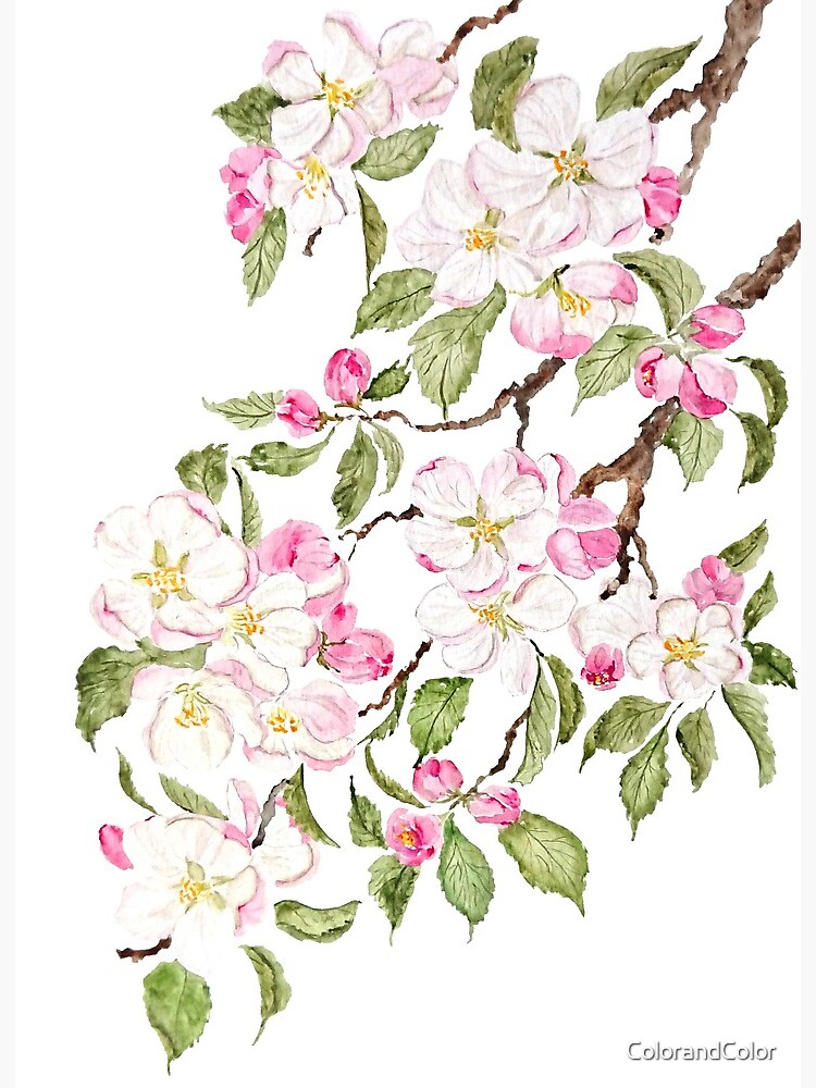 PEACH BLOSSOM FLOWERS - Flower, Tree, Bloom, Pink, Nature, Spring, Floral,  Ink and Watercolor, Painting, Drawing, Sketchbook, Drawn There