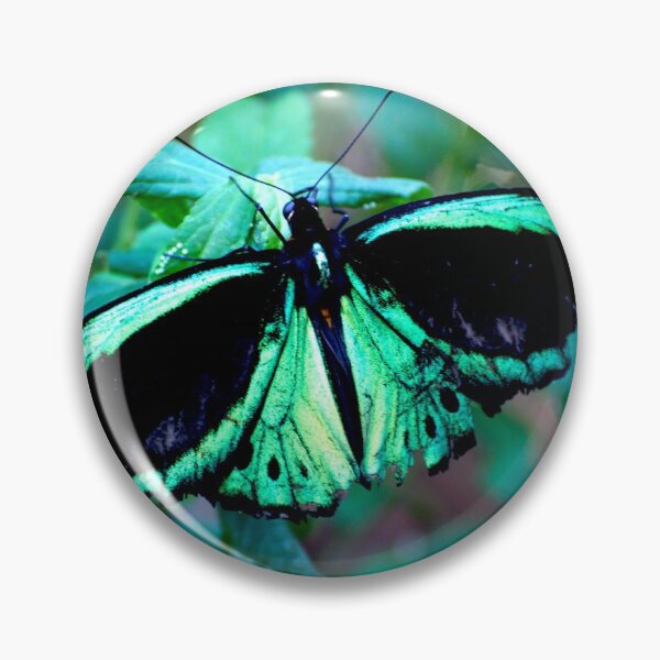 Item preview, Female Cairns Birdwing designed and sold by GP1746.