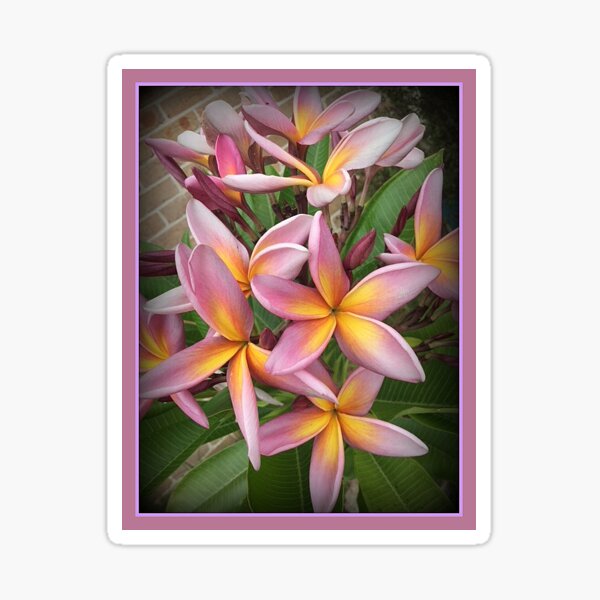 Item preview,  FRANGIPANI  DREAM  designed and sold by Opalbluerose.