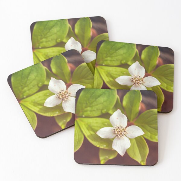 Item preview, Bunchberry flower designed and sold by jvnimages.