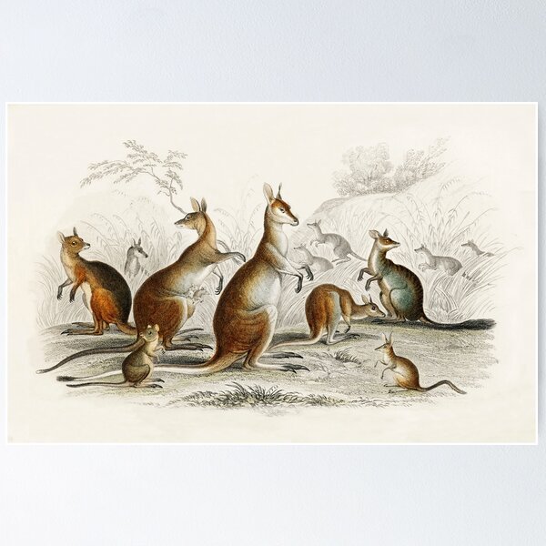 Item preview, Kangaroos on the Loose - Vintage Scientific Illustration designed and sold by TheCurators.