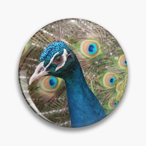 Item preview, Peacock Displaying designed and sold by Peter Caddy.