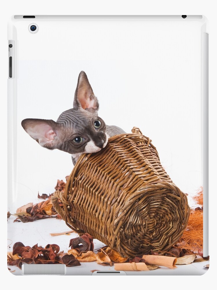 Charming kitty cat sphynx without hair Charming kitty cat sphynx without hair