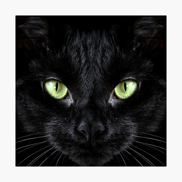Black Cat With Green Eyes Photographic Print