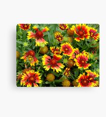 Gaillardia Flowers Leinwanddruck