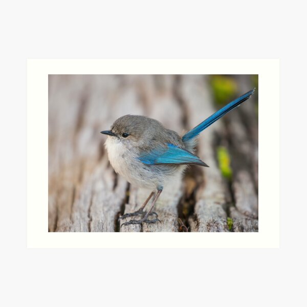 Splendid Fairy-wren pre Spring Art Print