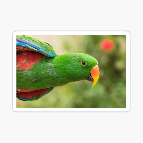 Eclectus Parrot acting the fool Sticker