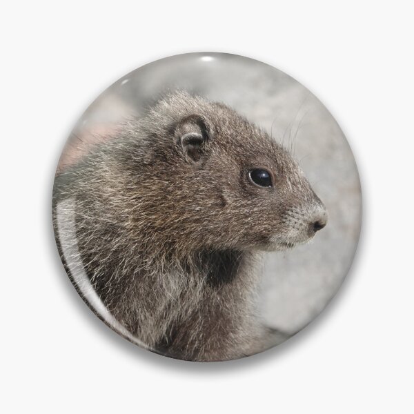 Item preview, Baby marmot in Mount Rainier National Park designed and sold by SDym Photography.