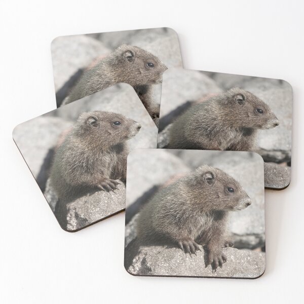 Item preview, Baby marmot in Mount Rainier National Park designed and sold by SDym Photography.