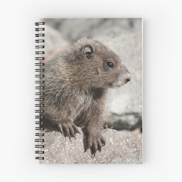 Item preview, Baby marmot in Mount Rainier National Park designed and sold by SDym Photography.