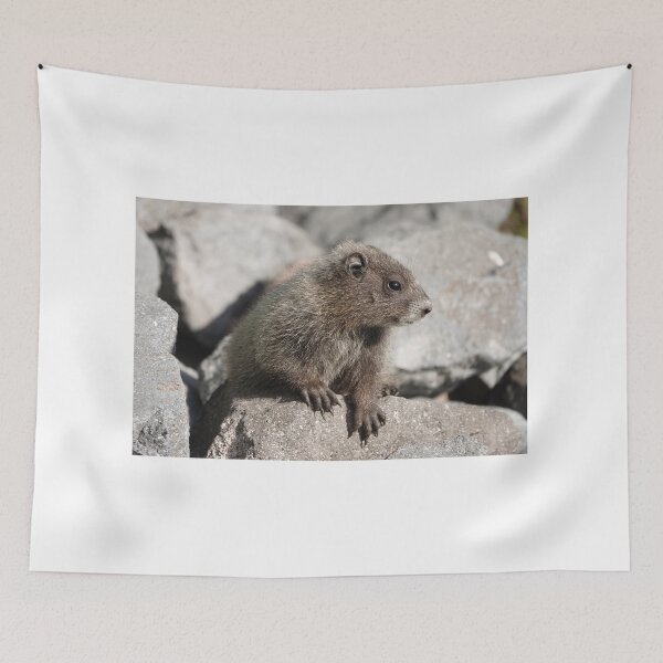 Item preview, Baby marmot in Mount Rainier National Park designed and sold by SDym Photography.