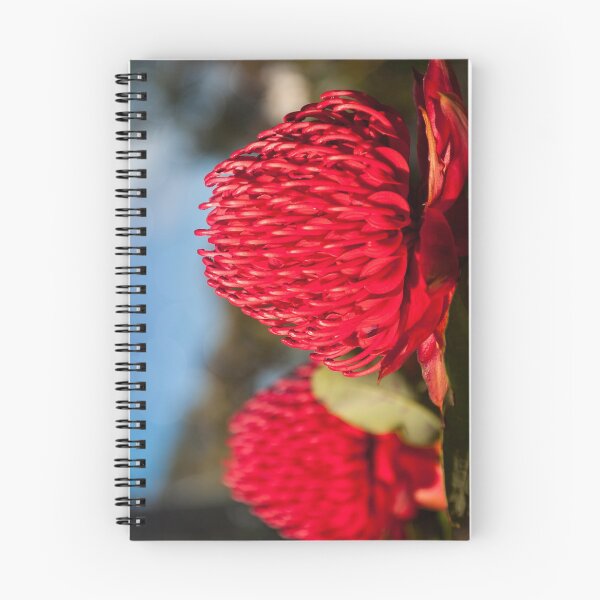 Item preview, Huge red Waratah flowerheads in spring designed and sold by Danielasphotos.