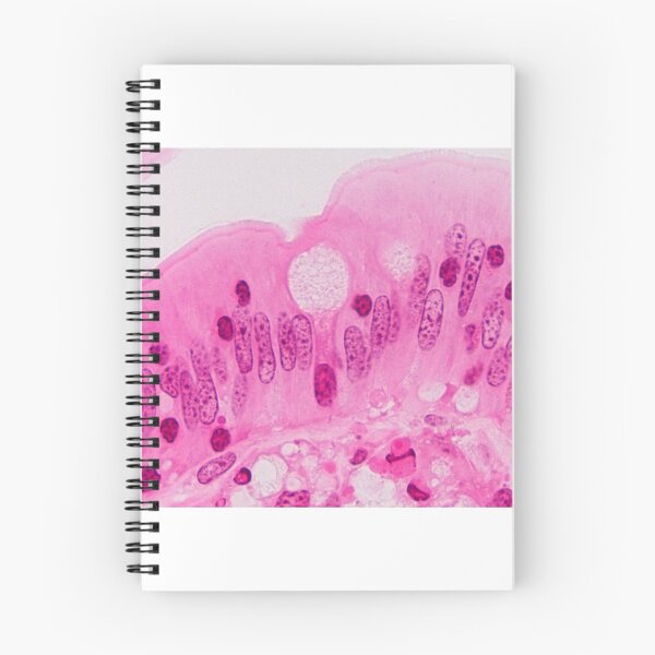 Item preview, Goblet cell designed and sold by Love Histology.