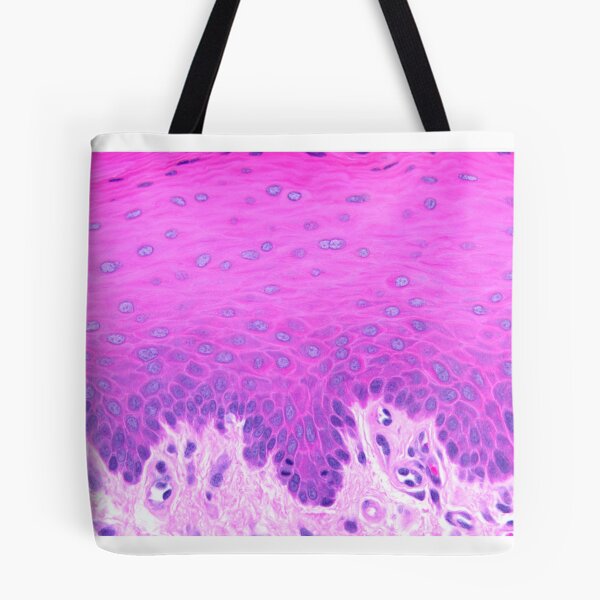 Item preview, Stratified squamous non-keratinized epithelium designed and sold by Love Histology.