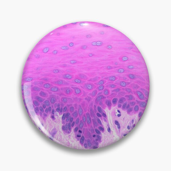 Item preview, Stratified squamous non-keratinized epithelium designed and sold by Love Histology.