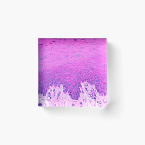 Item preview, Stratified squamous non-keratinized epithelium designed and sold by Love Histology.