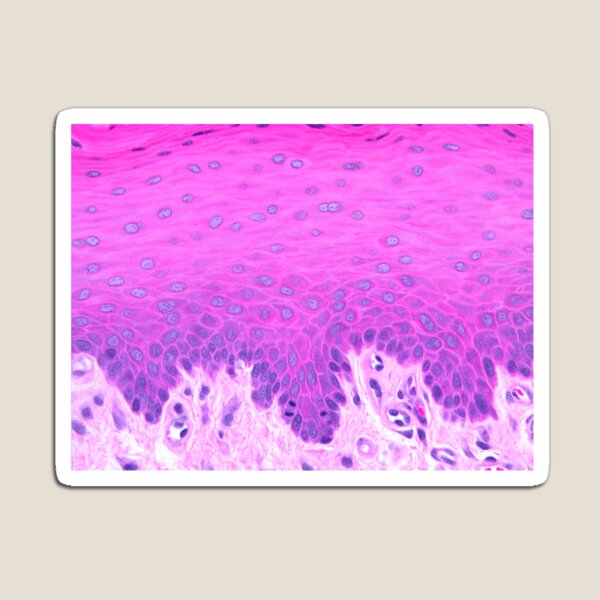 Item preview, Stratified squamous non-keratinized epithelium designed and sold by Love Histology.