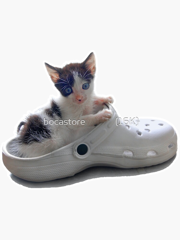 It is what you think #catcrocs #crocs #catsoftiktok #cats #cat @crocs