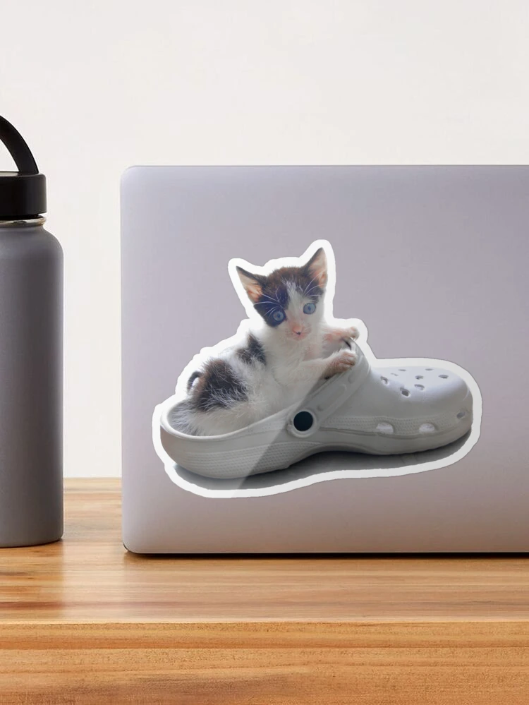 cat sitting in crocs｜TikTok Search