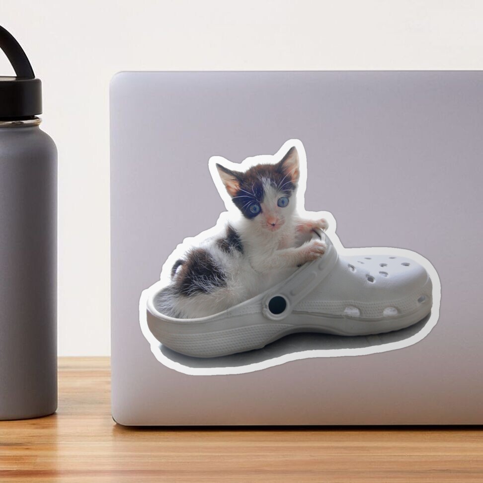 Cats-on-Crocs – CatCurio Pet Store