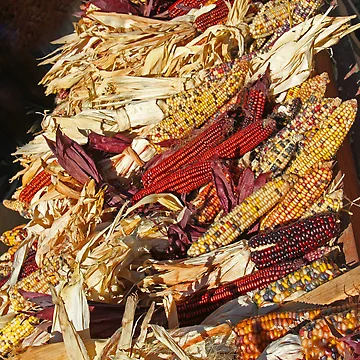 Artwork thumbnail, Corn Rows by Chet King