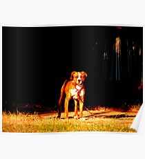 Pit Bull Poster