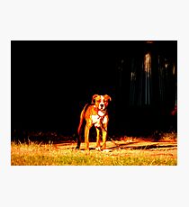 Pit Bull Photographic Print