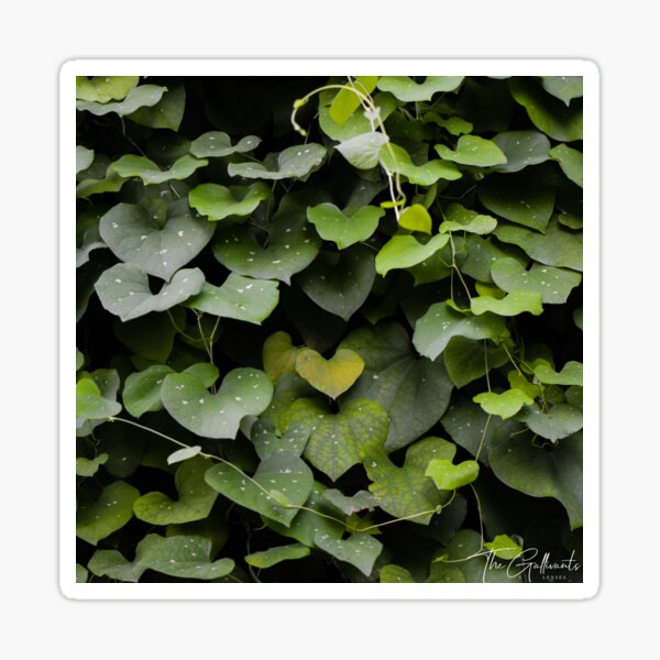 Leaves of Love Sticker