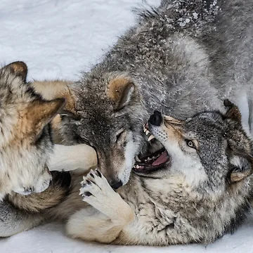 Artwork thumbnail, Timber Wolves Playing by WolvesOnly
