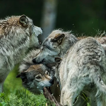 Artwork thumbnail, Timber Wolves Playing by WolvesOnly