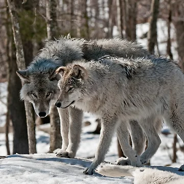 Artwork thumbnail, Timber Wolves In Winter by WolvesOnly