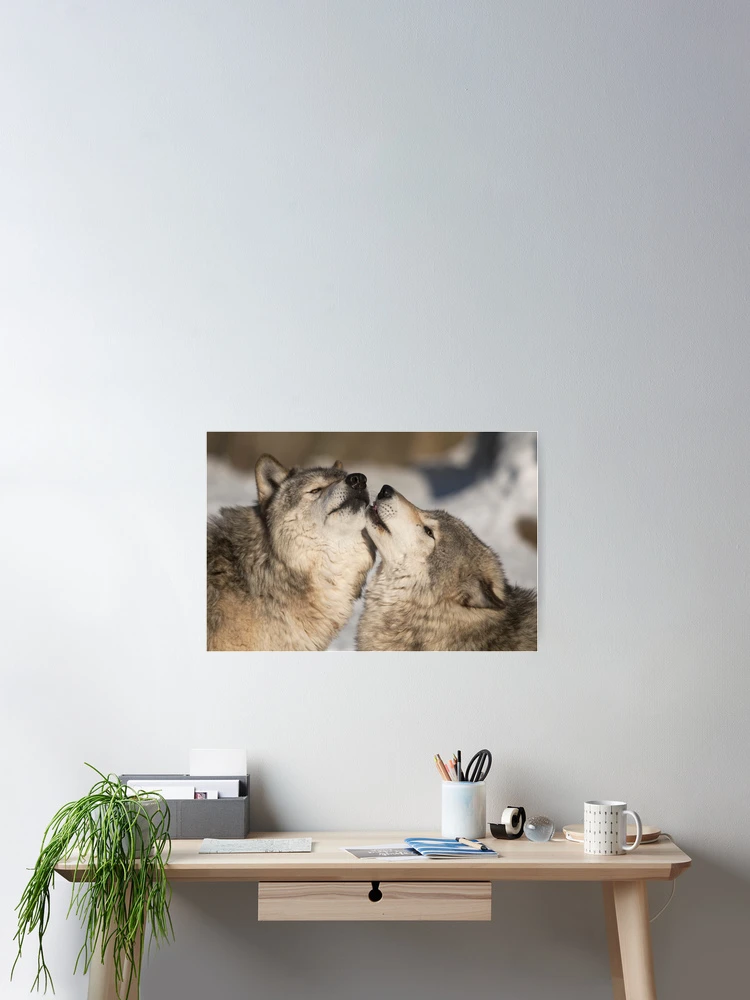 Thumbnail 2 of 3, Poster, Timber Wolves designed and sold by WolvesOnly.