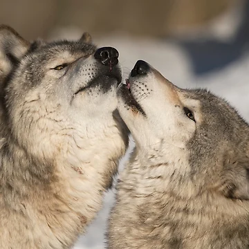 Artwork thumbnail, Timber Wolves by WolvesOnly