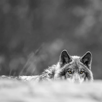 Artwork thumbnail, Timber Wolf by WolvesOnly