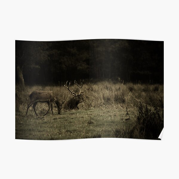 Stag in Killarney Poster