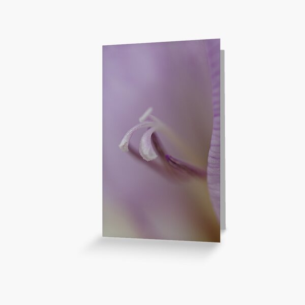 Mauve Gladiolus floral greeting card Greeting Card