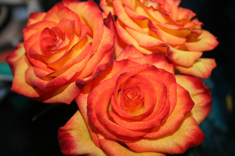 "Red and Yellow Roses" by sstruse Redbubble